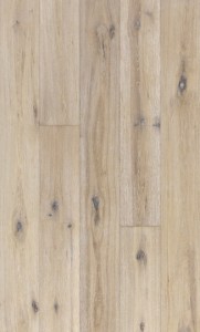 Oak Oyster